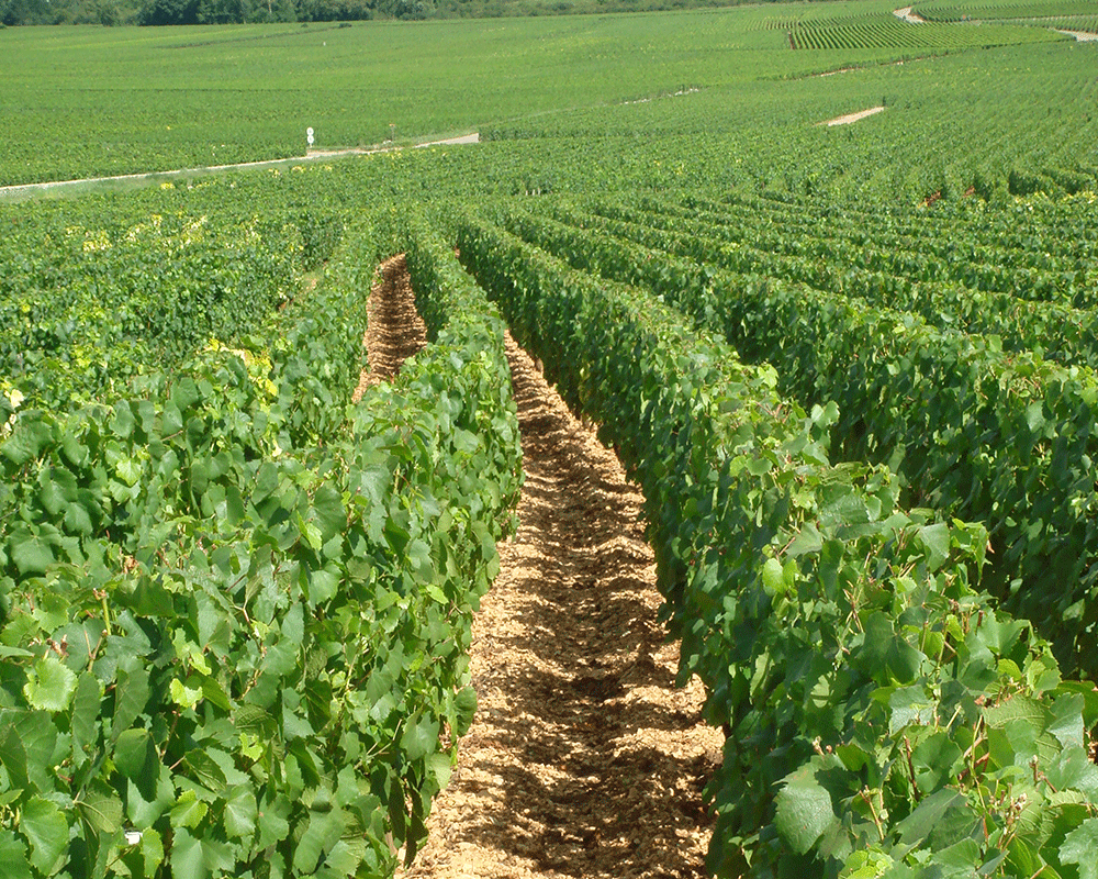 Domaine Pernot Belicard Bild 2