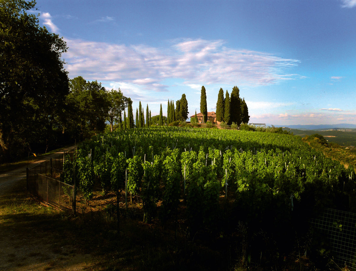 Header Weingut Podere il Carnasciale