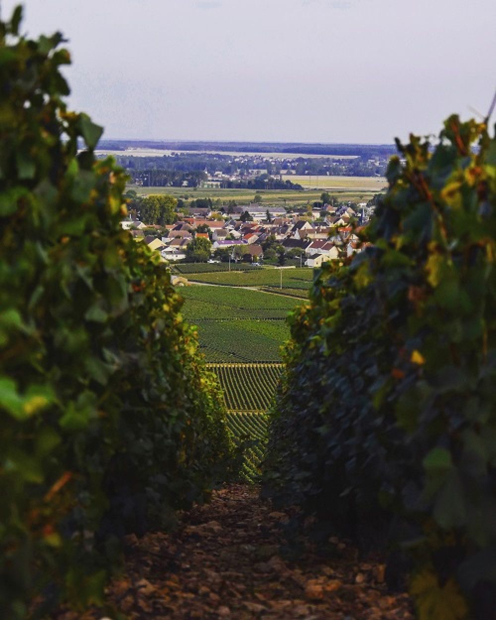Domaine François Carillon Bild 2