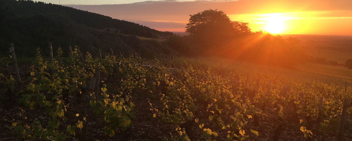 Header Domaine François Carillon