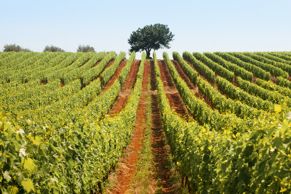 Header Vina Coronica
