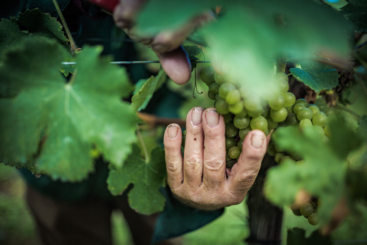 Weingut Donabaum Bild 3