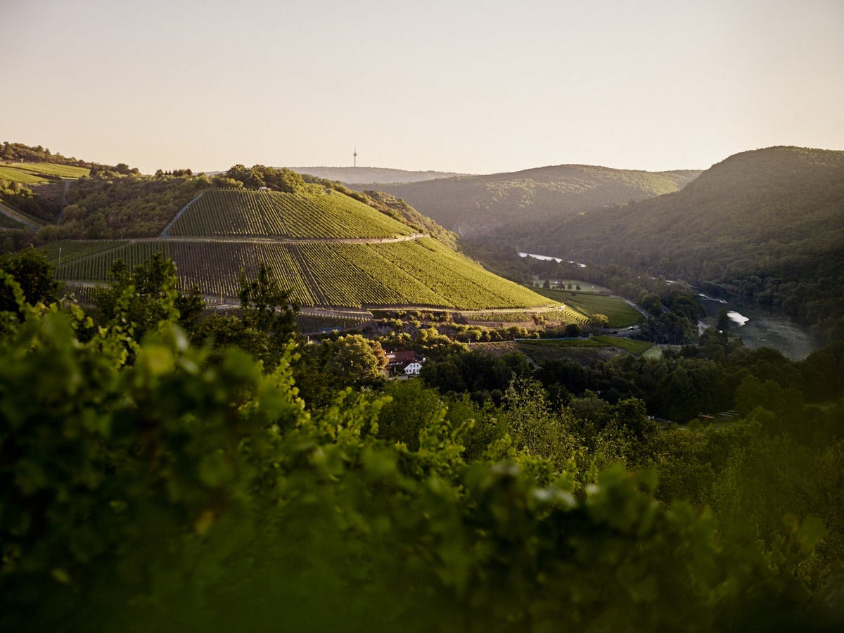 Header Weingut Dönnhof