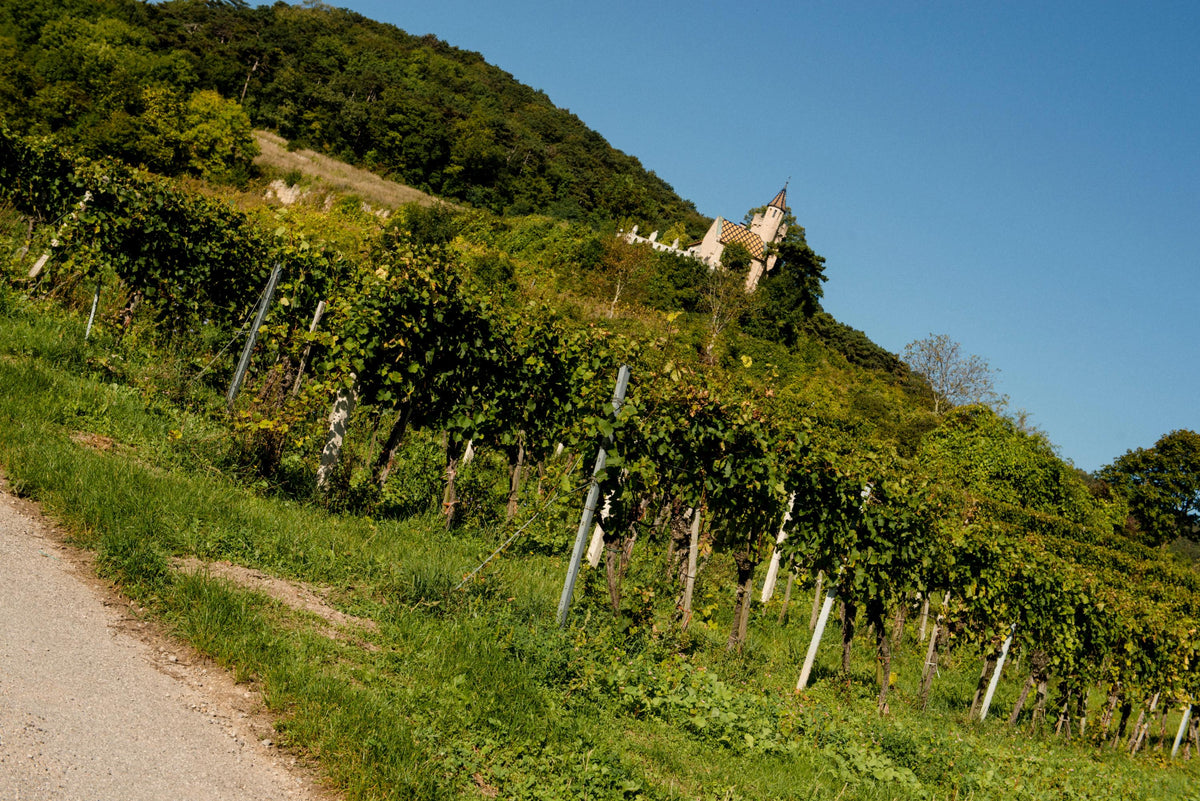 Header Weingut Christian Fischer