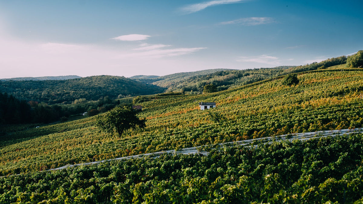 Header Weingut Gober-Freinbichler