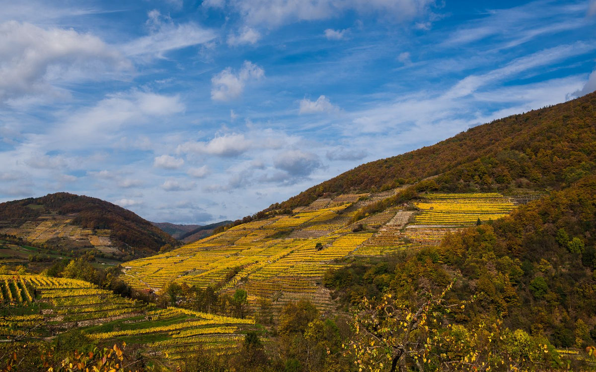 Header Weingut Högl