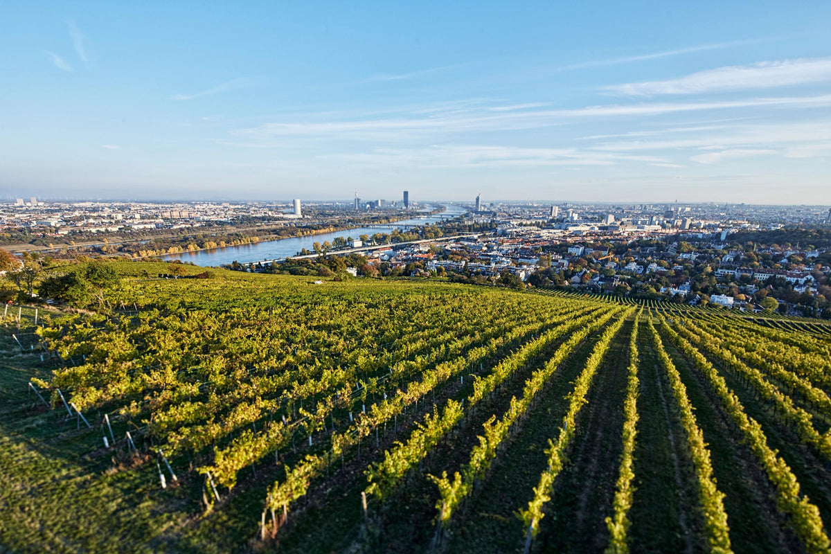 Header Weingut Hajszan Neumann by Fritz Wieninger