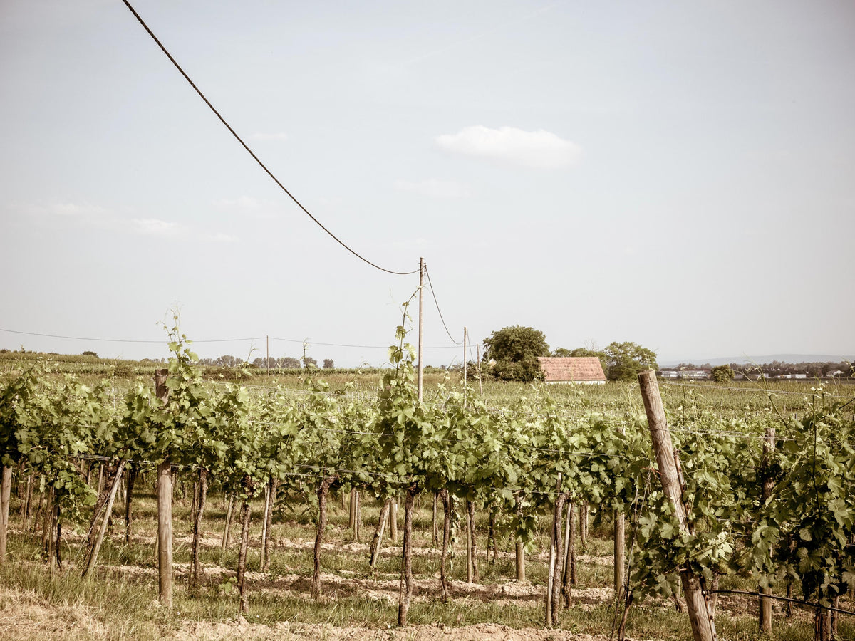 Header Weingut Hirsch