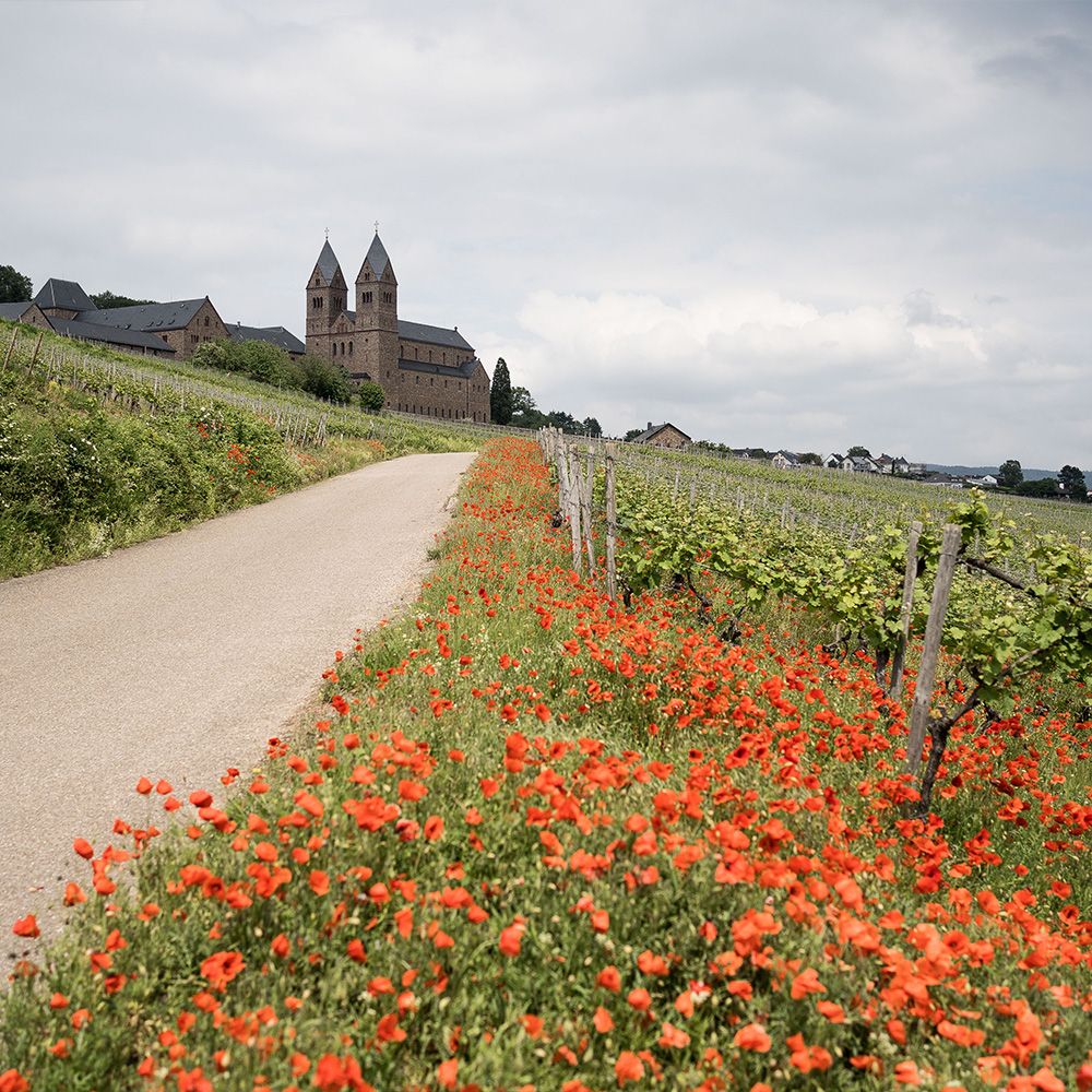 Weingut Leitz Bild 2