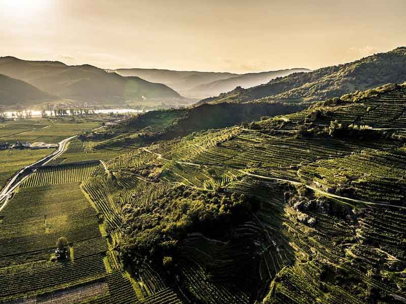 Header Weingut Knoll
