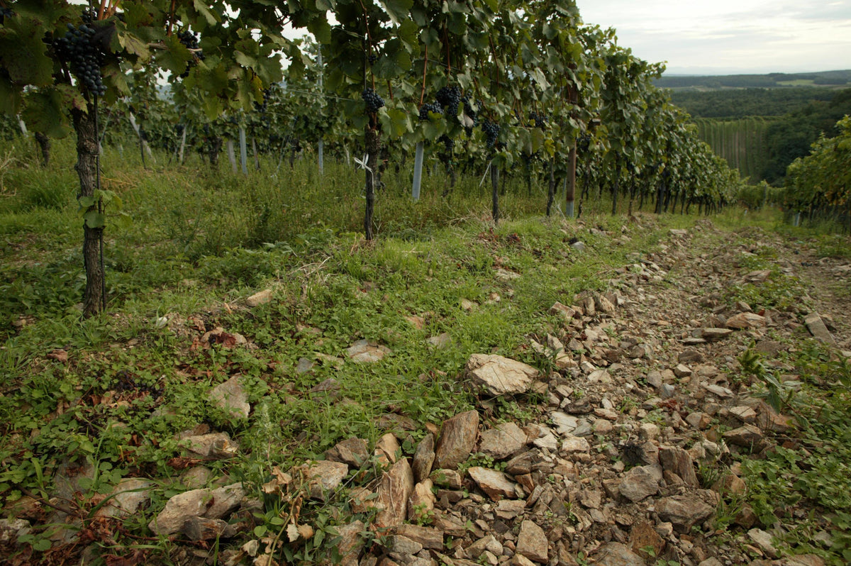 Header Weingut Moric