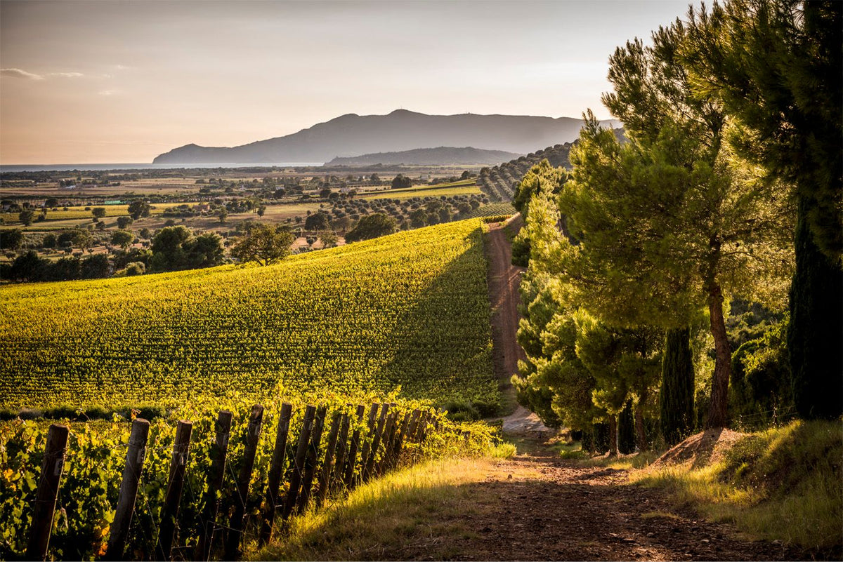 Header Monteverro