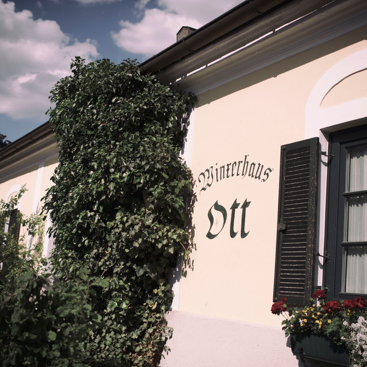Weingut Bernhard Ott Bild 2