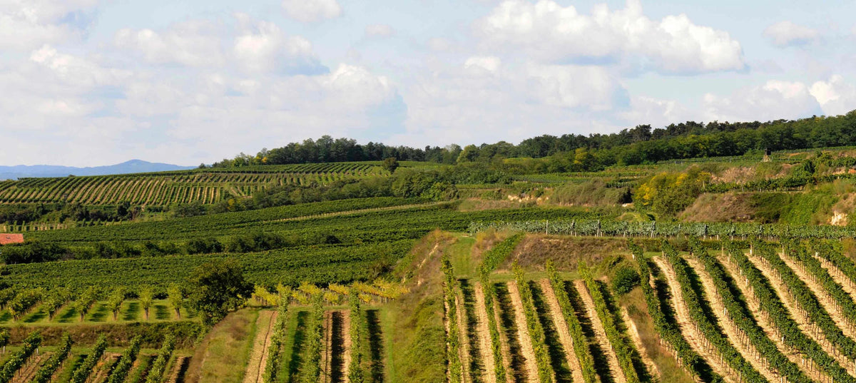 Header Weingut Bernhard Ott