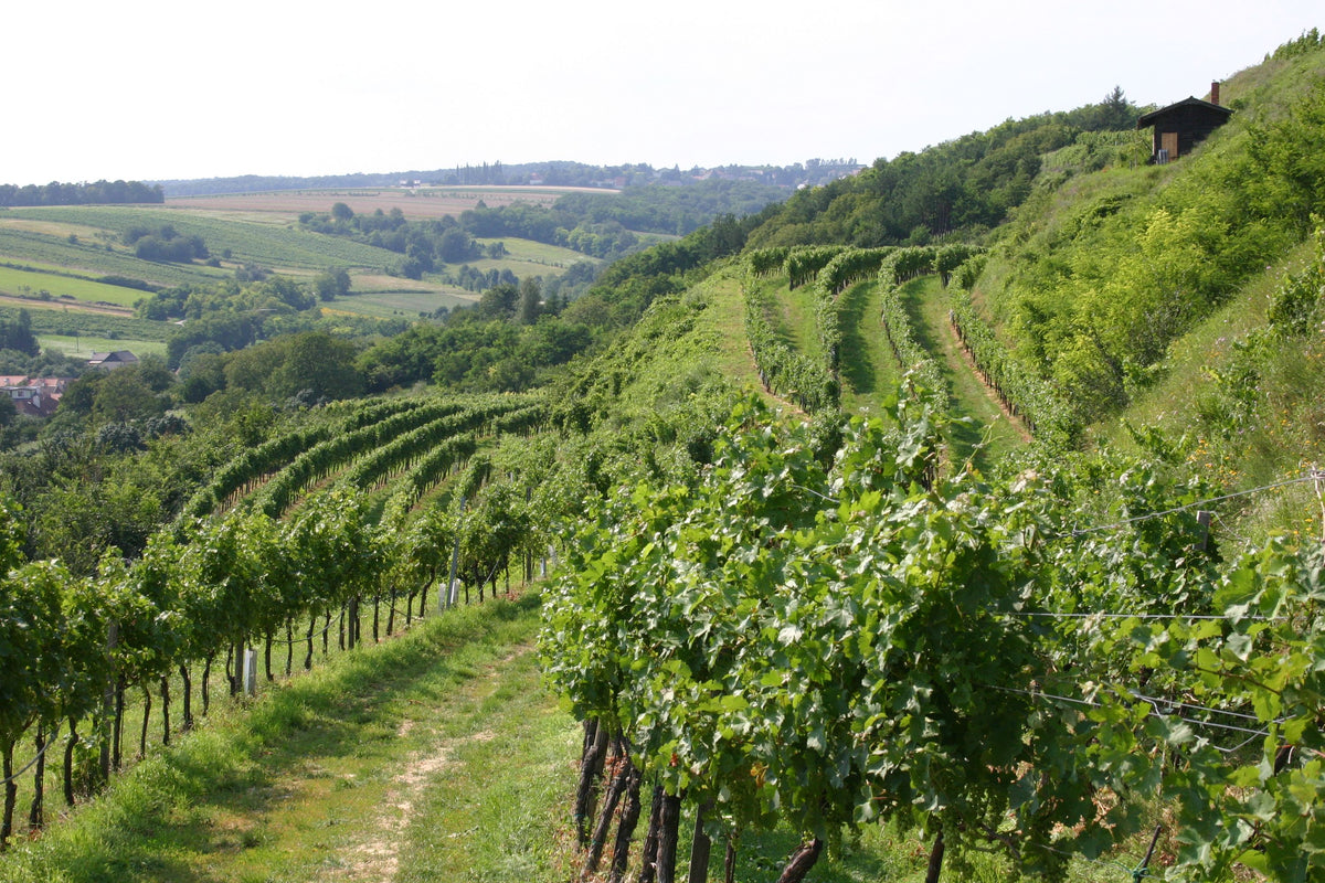Weingut Pfaffl Bild 3