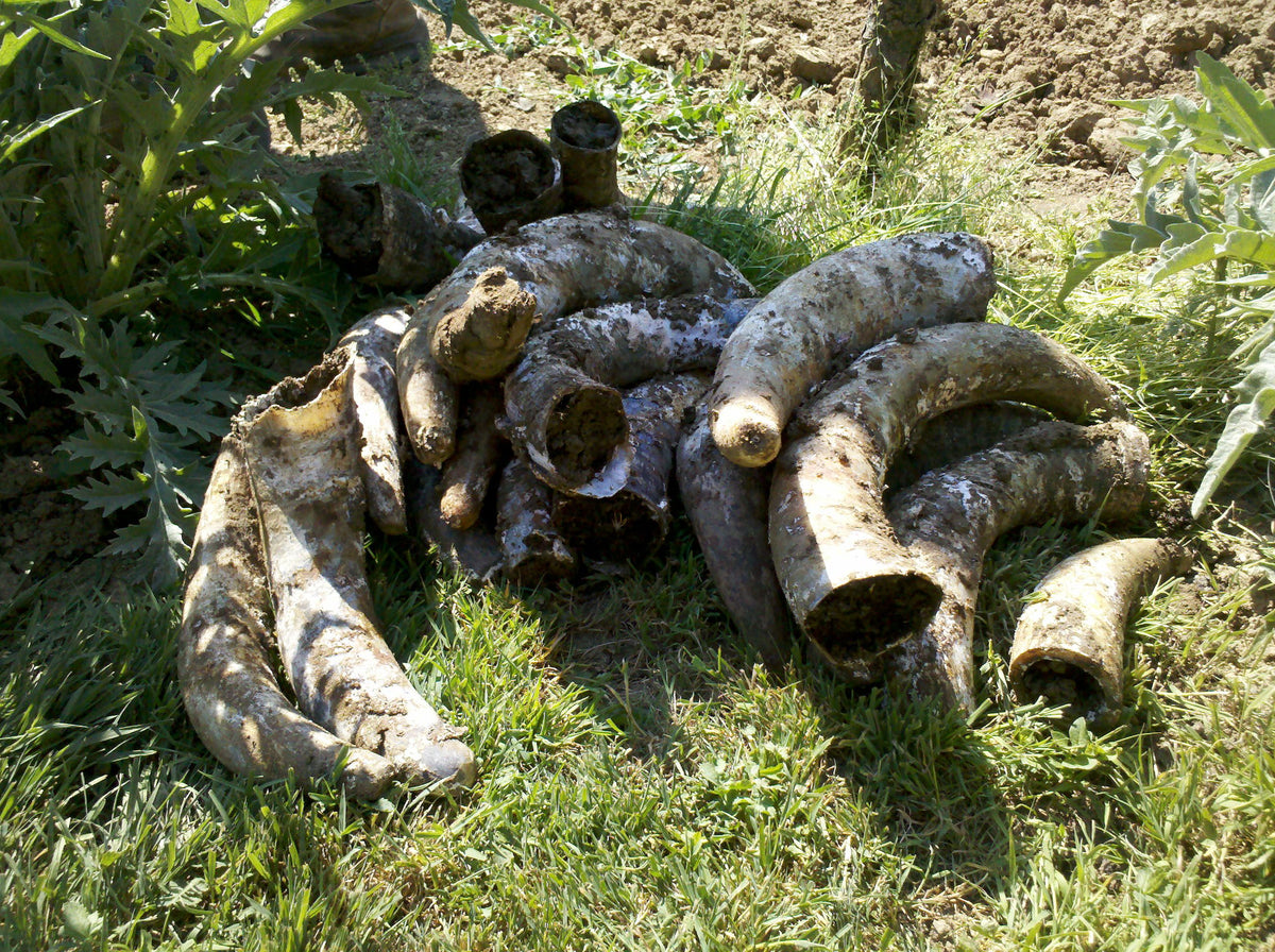 Domaine Pignier Bild 2