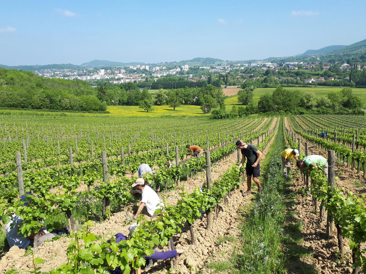 Header Domaine Pignier
