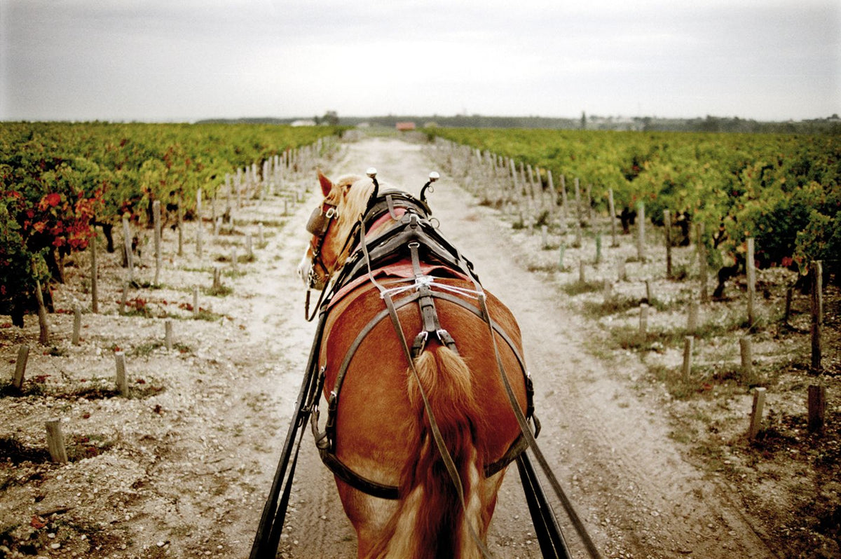 Header Château Pontet-Canet
