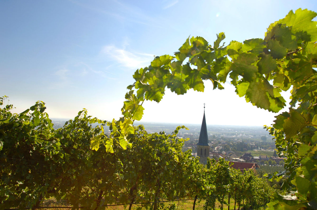 Header Johanneshof Reinisch