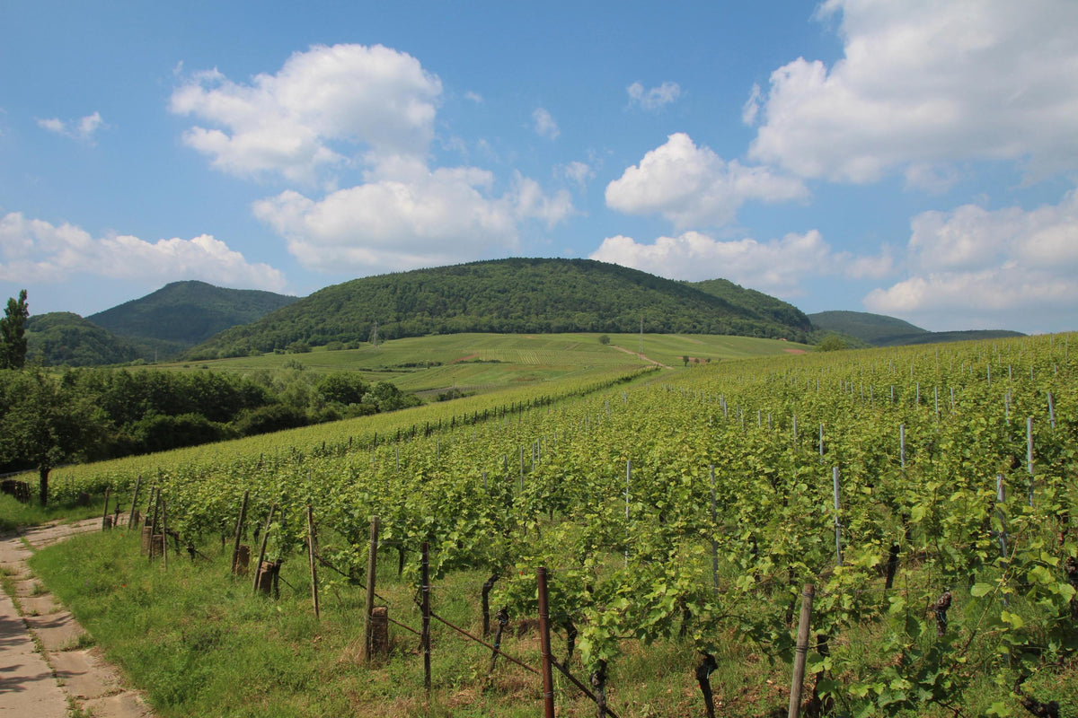 Header Weingut Ökonomierat Rebholz