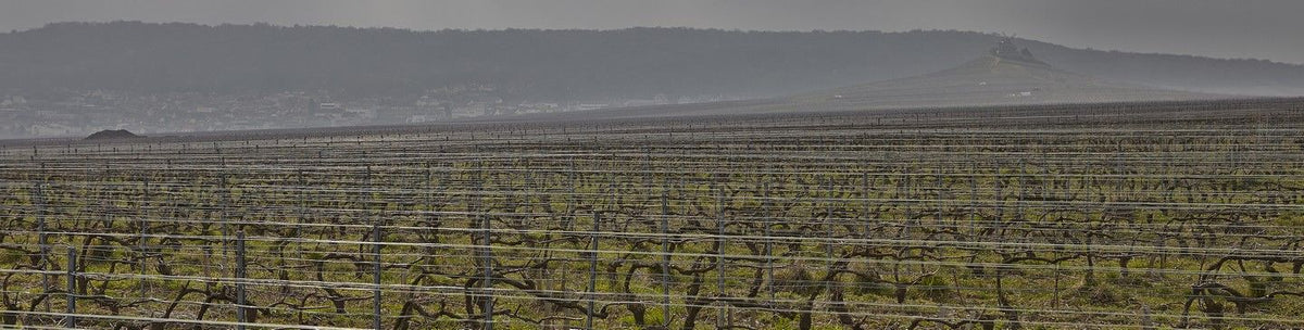 Louis Roederer Bild 2