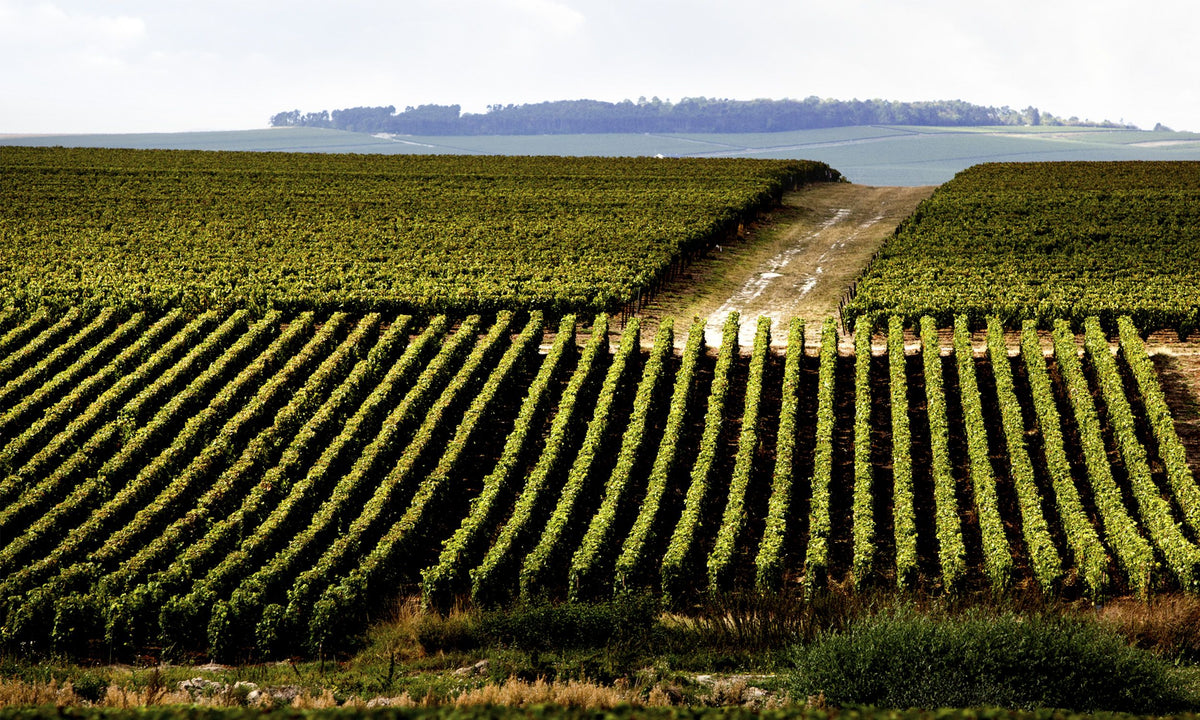Header Maison Ruinart