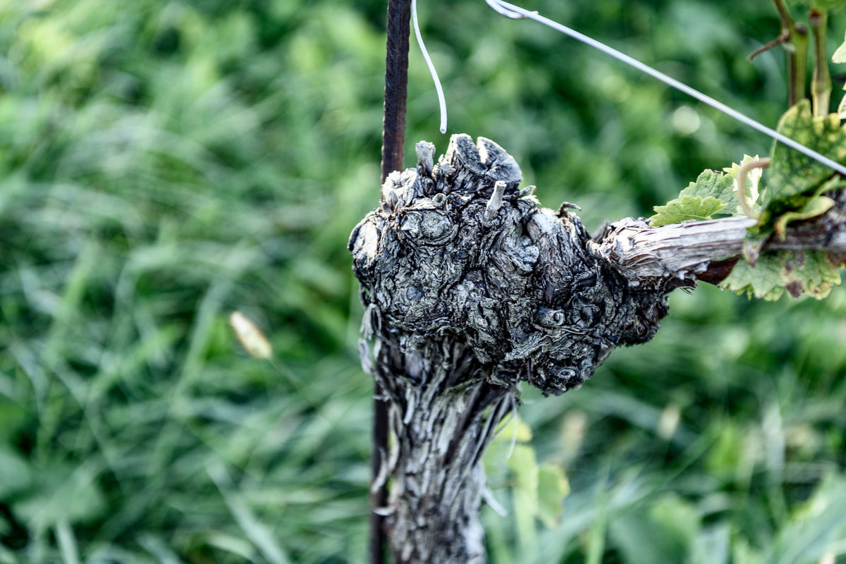 Weingut Skringer Bild 2