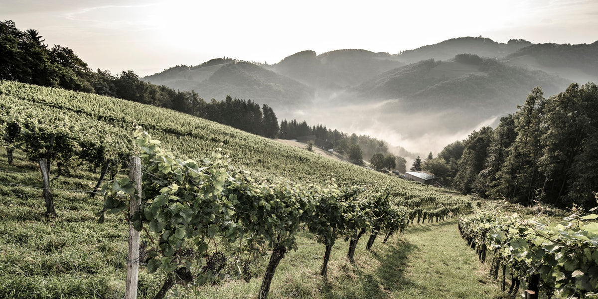 Header Weingut Skringer
