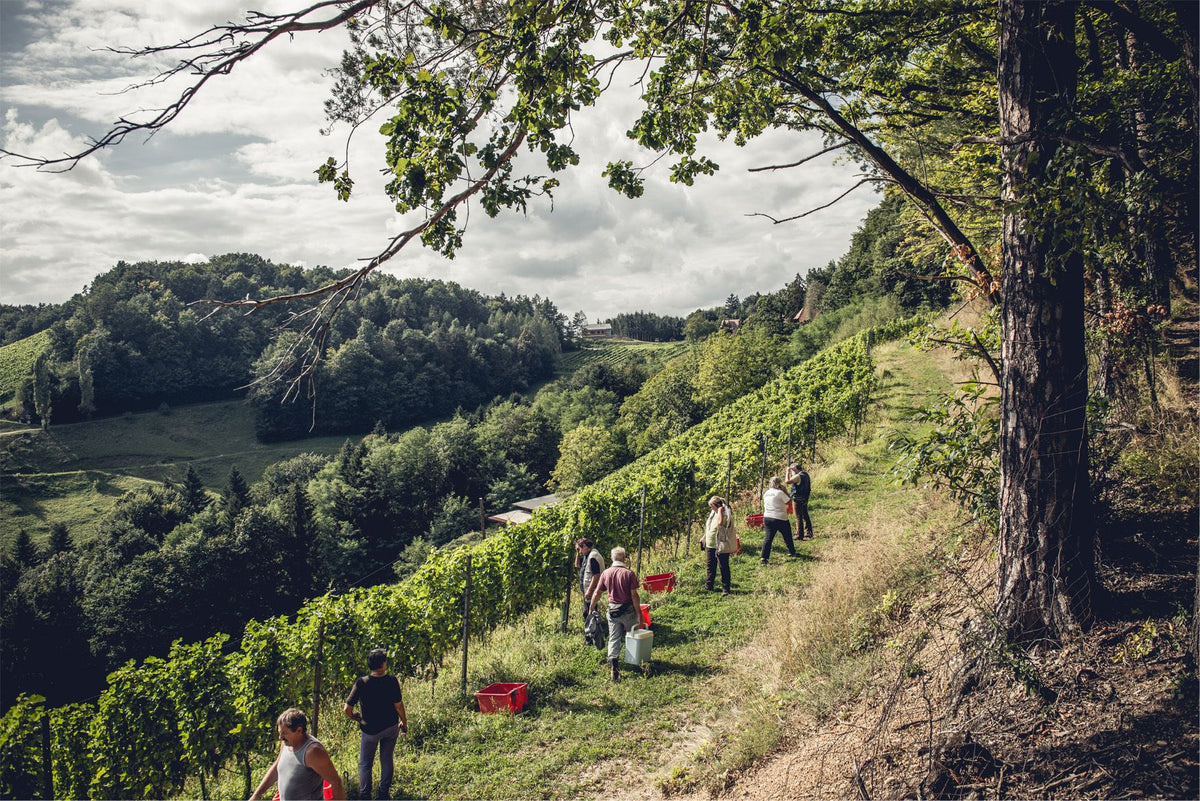Header Weingut Hannes Sabathi