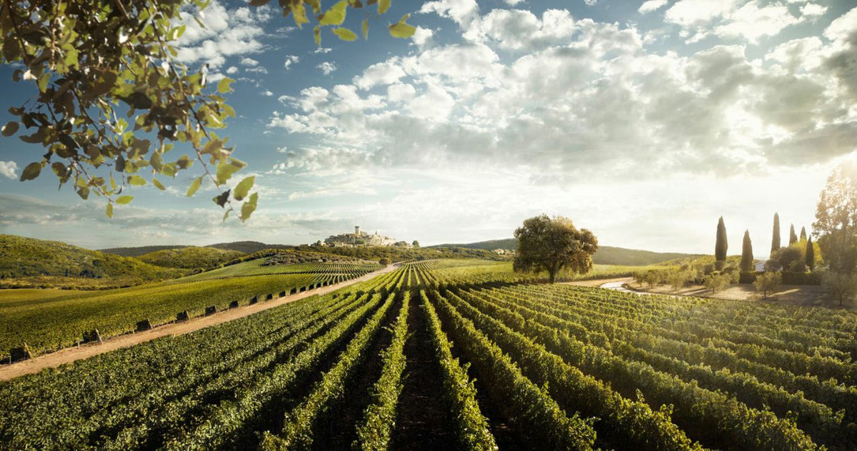 Header Tenuta San Guido
