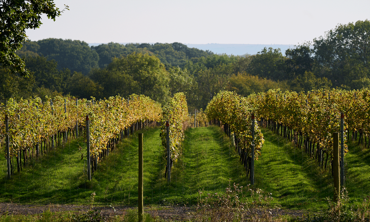 Header Sugrue South Downs