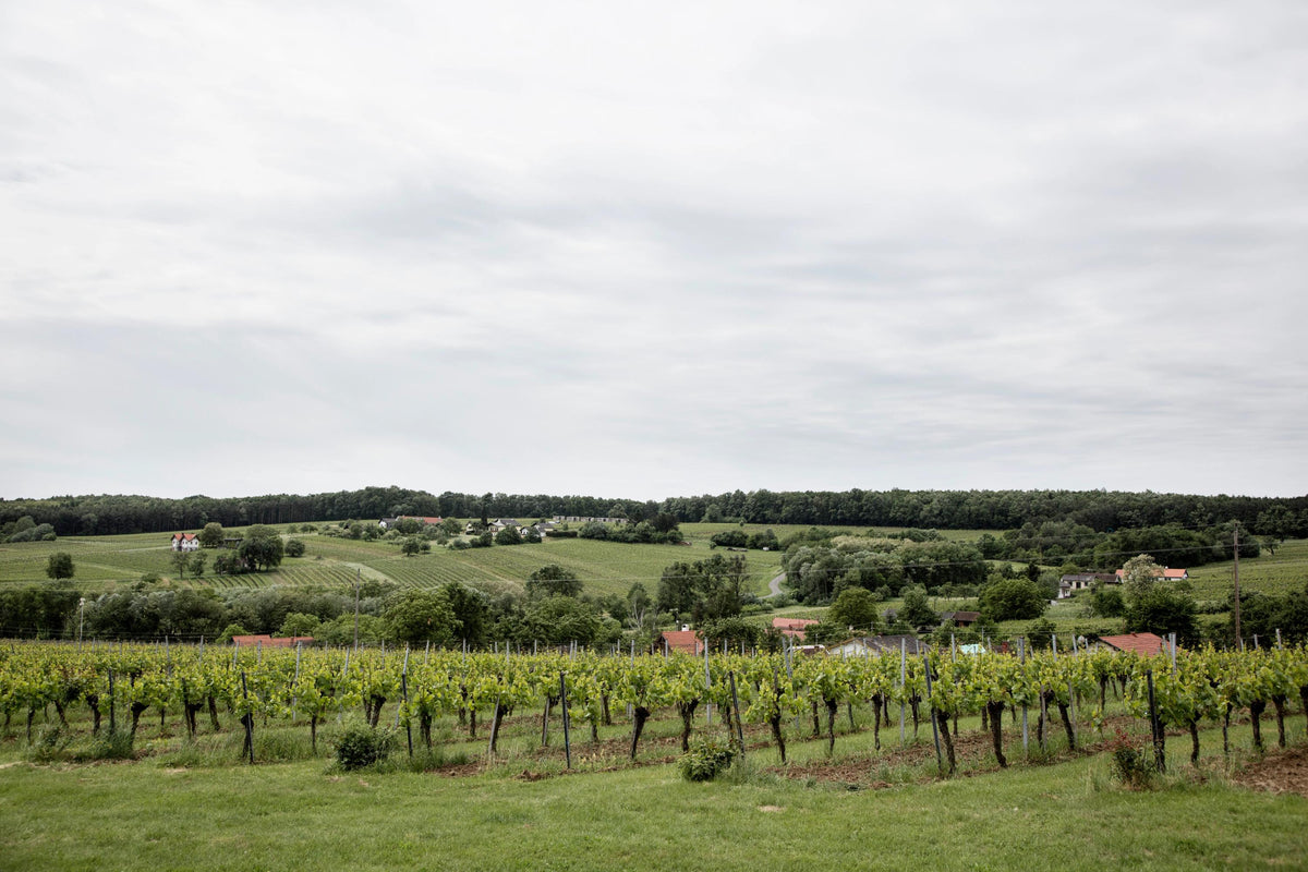 Header Weingut Uwe Schiefer
