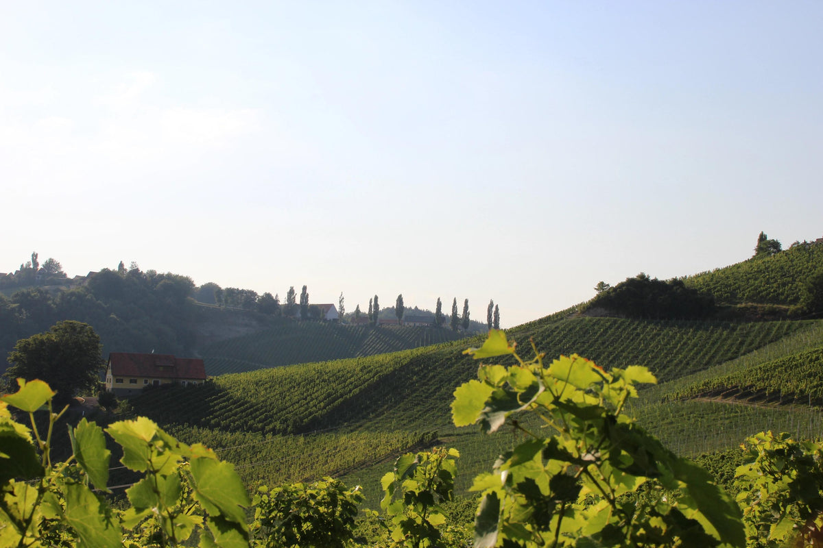 Header Weingut M. Tement
