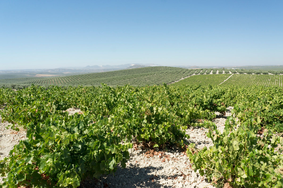 Header Bodegas Toro Albalá