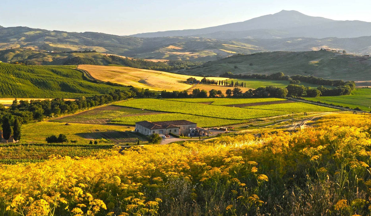 Header Tenuta di Trinoro