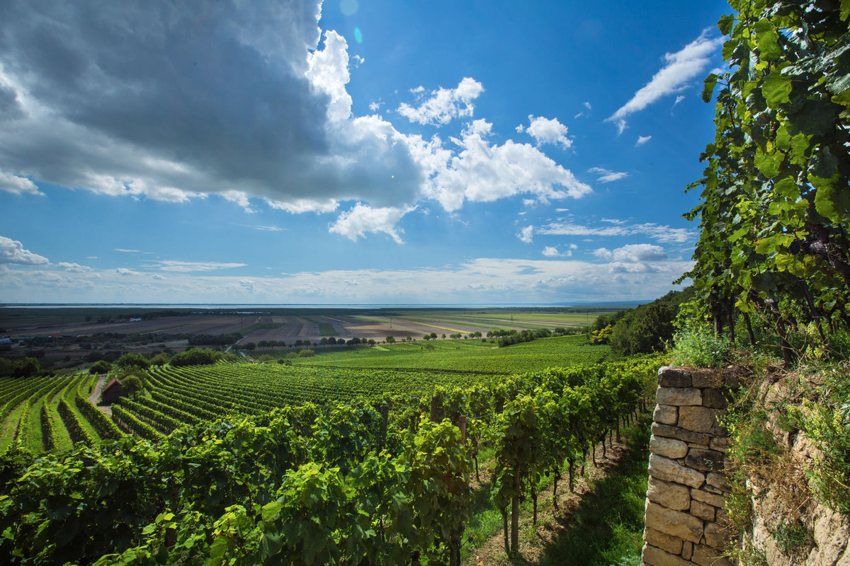 Header Weingut Umathum