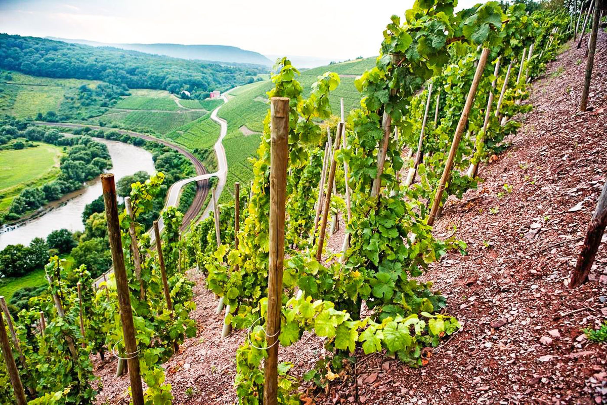 Weingut Van Volxem Bild 2