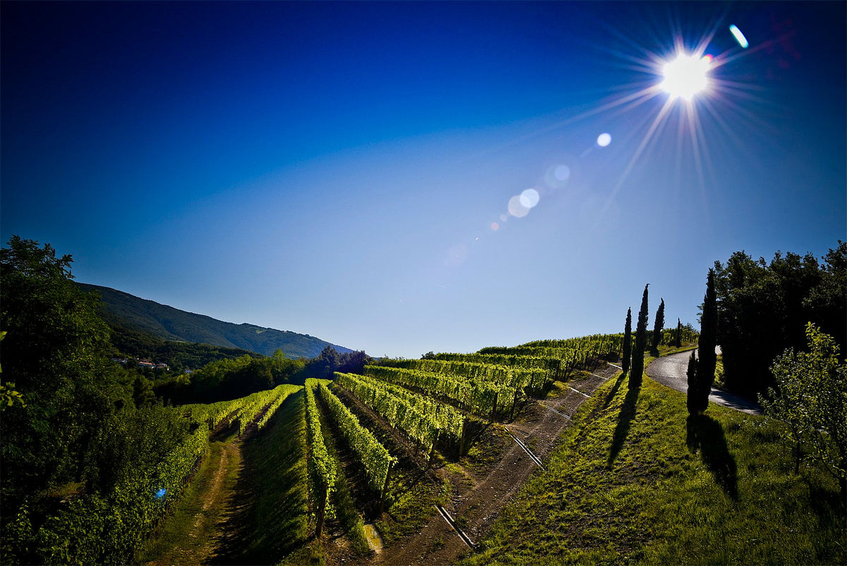 Weingut Vencia & Venica Bild 2