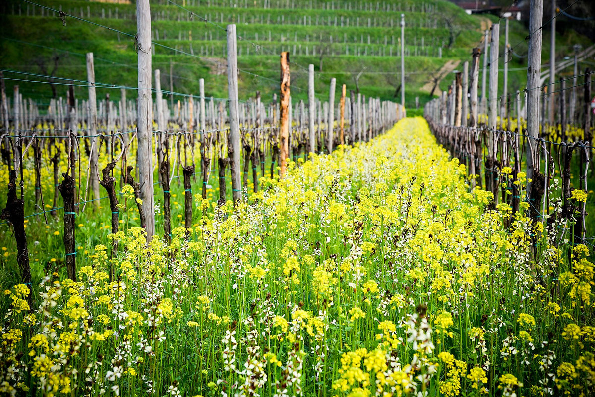 Header Weingut Vencia & Venica