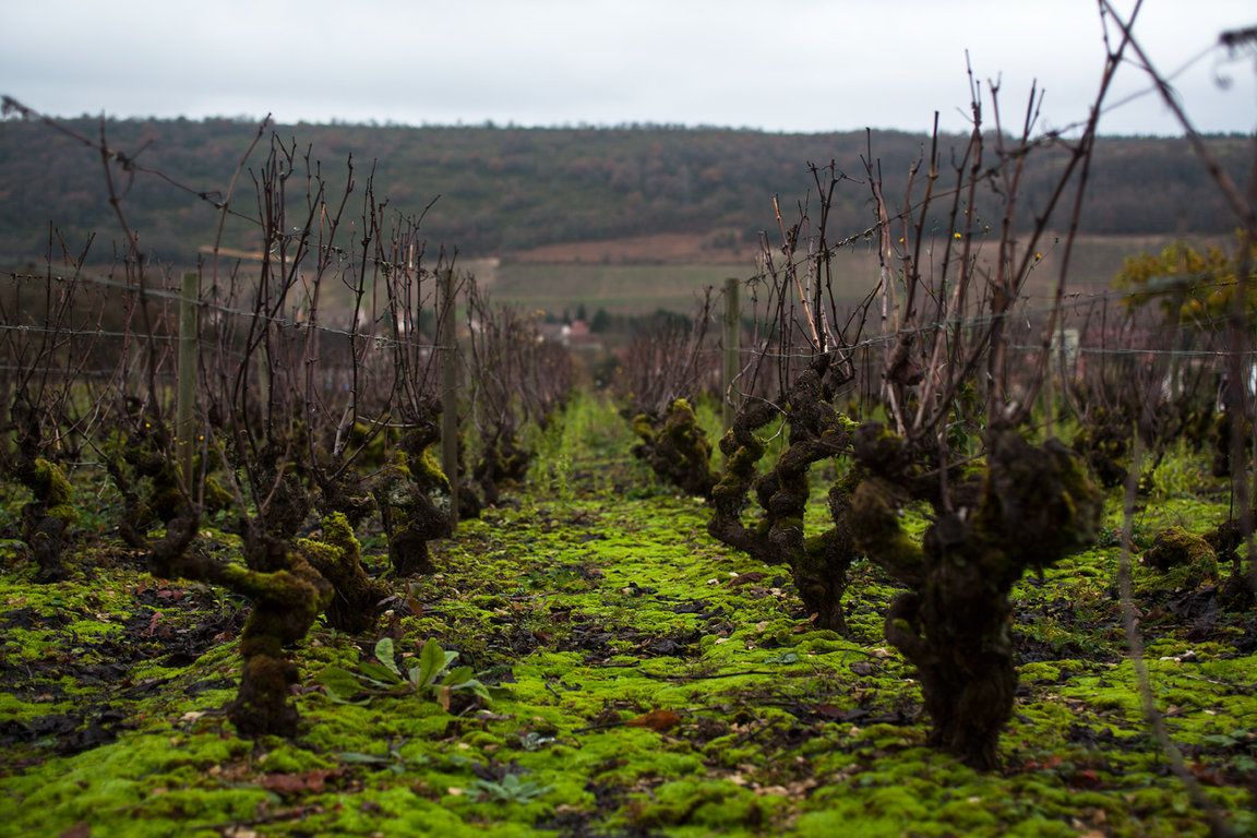 Header Domaine de Villaine