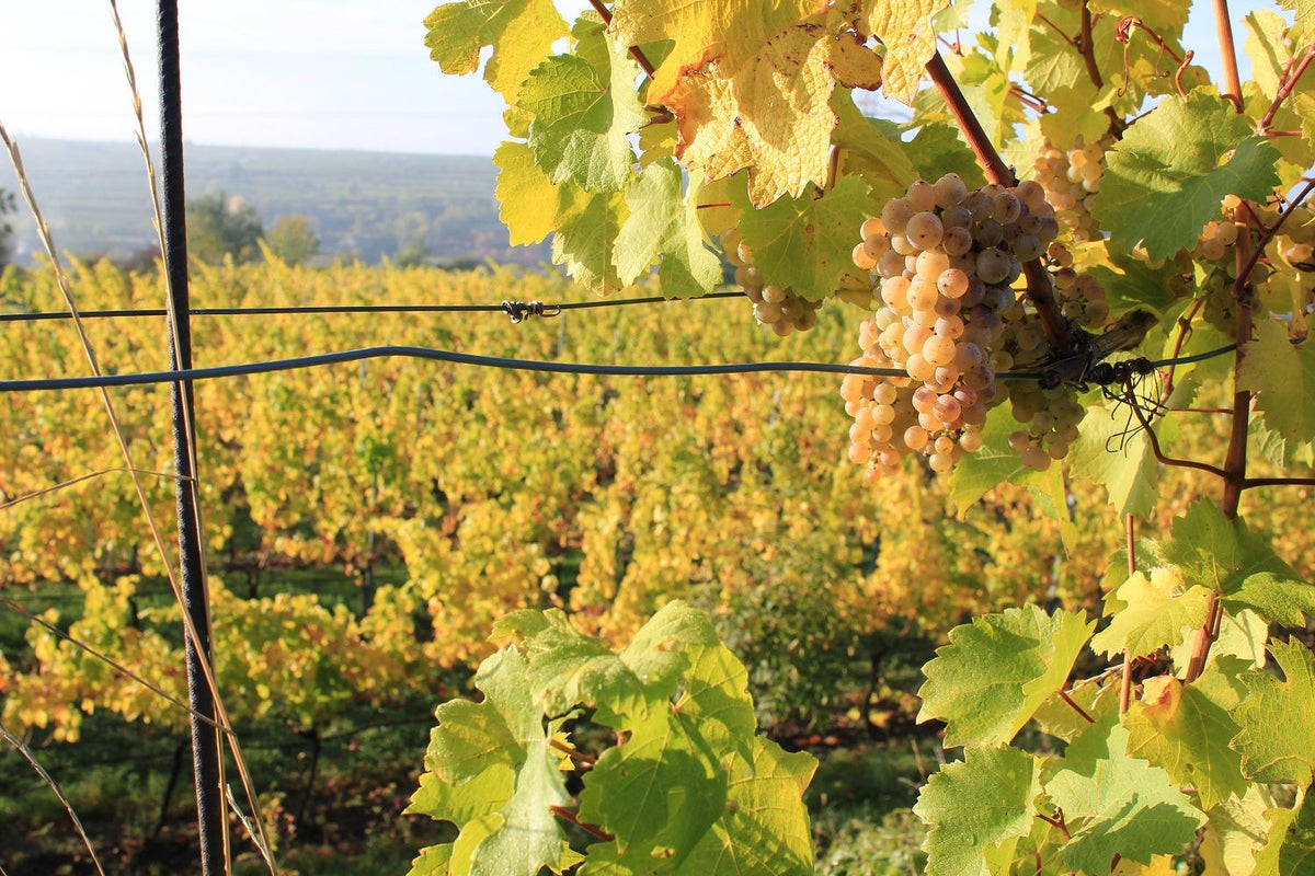 Header Weingut Weszeli