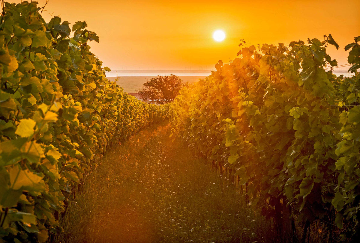 Header Weinbau Michael Wenzel